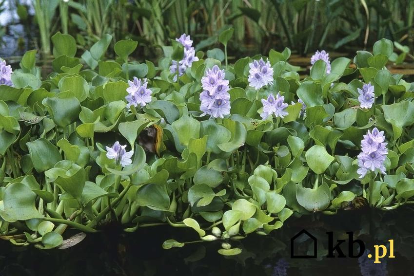 Hiacynt wodny z fioletowymi kwiatami, hiacynt na wodzie, jak wygląda zimowanie hiacynta wodnego, jakie są ceny hiacyntów wodnych