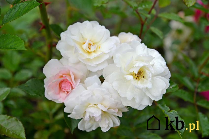 Róża wielokwiatowa w kolorze białym, jakie stanowiska lubią róże ogrodowe, jak często podlewać róże w ogrodzie, czy róże w ogrodzie potrzebują nawozu