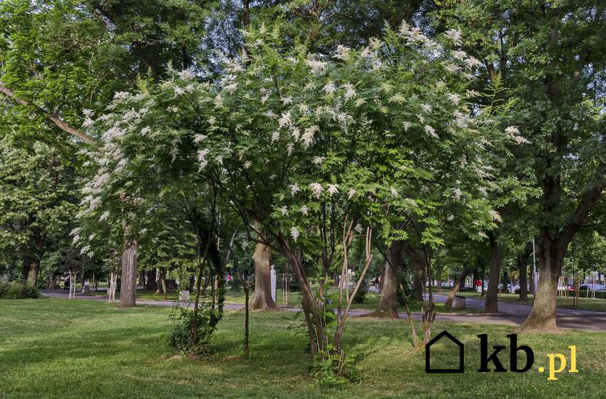 Drzewo lilaka japońskiego, lilak japoński w parku, jak hodować lilaka japońskiego w ogrodzie, jakie wymagania ma lilak japoński