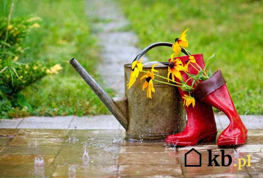 Konewka i czerwone kalosze wystawione w ogrodzie na deszcz, ile wynosi i od czego zależy wysokość podatku od deszczu