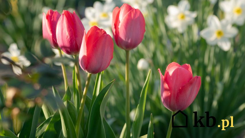 Różowe tulipany, a także kiedy sadzić tulipany, zasady i wymagania roślin krok po kroku