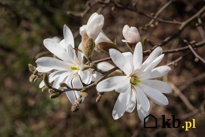 Magnolia o białych płatkach, a także TOP 10 krzewów, które kwitną na biało w ogrodzie