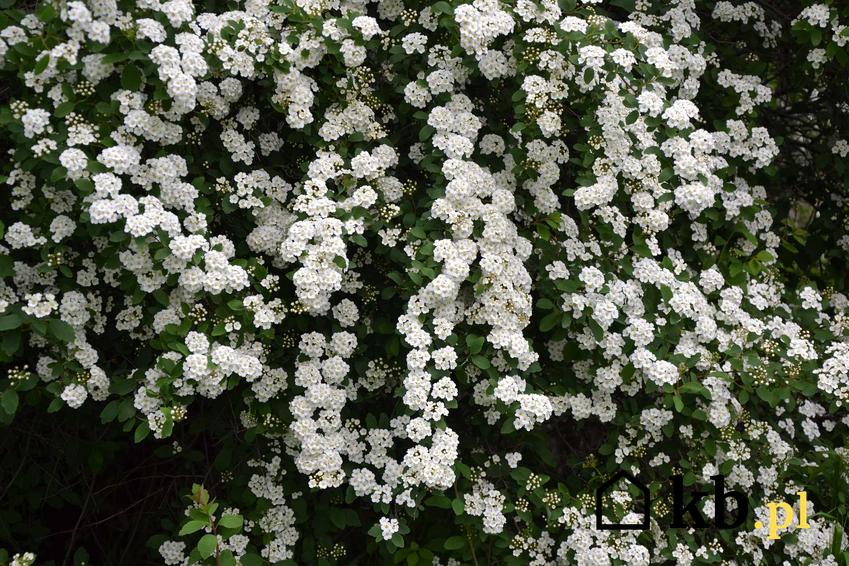 Tawuła Thunberga o pięknych białych kwiatach, a także TOP 10 krzewów kwitnących na biało
