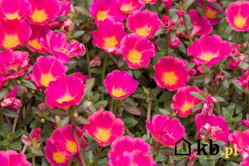 Portulaka o różowych kwiatach w ogrodzie, a także sadzenie, pielęgnacja i uprawa portulaki