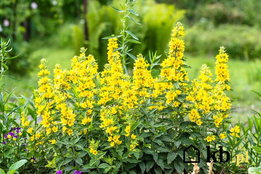 Kępa żółtych kwiatów, czyli tojeść kropkowana oraz jej uprawa i opis rośliny krok po kroku