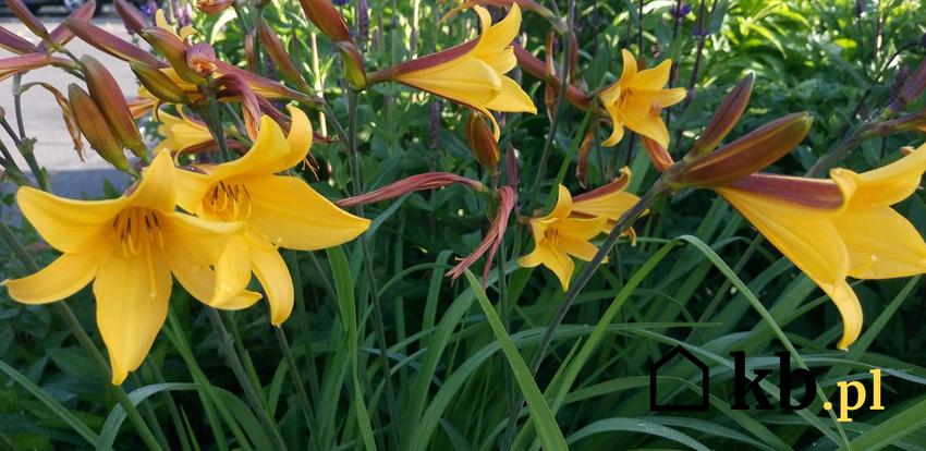Lilie drzeiwaste o żółtych kwiatach, a także lilie drzewiaste i ich odmiany, opisy i wymagania krok po kroku