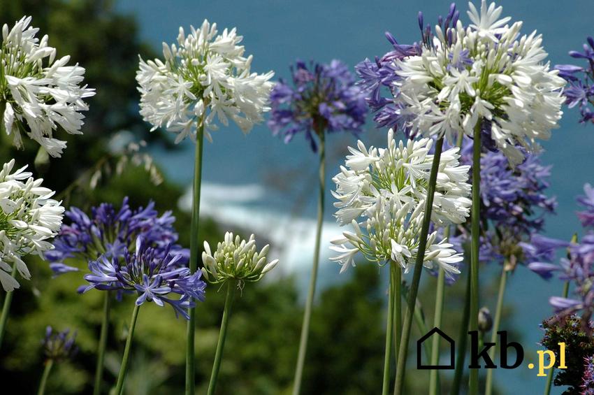 Ahapant o białych i fioletowych kwiatach, a także wymagania, stanowisko i występowanie rośliny