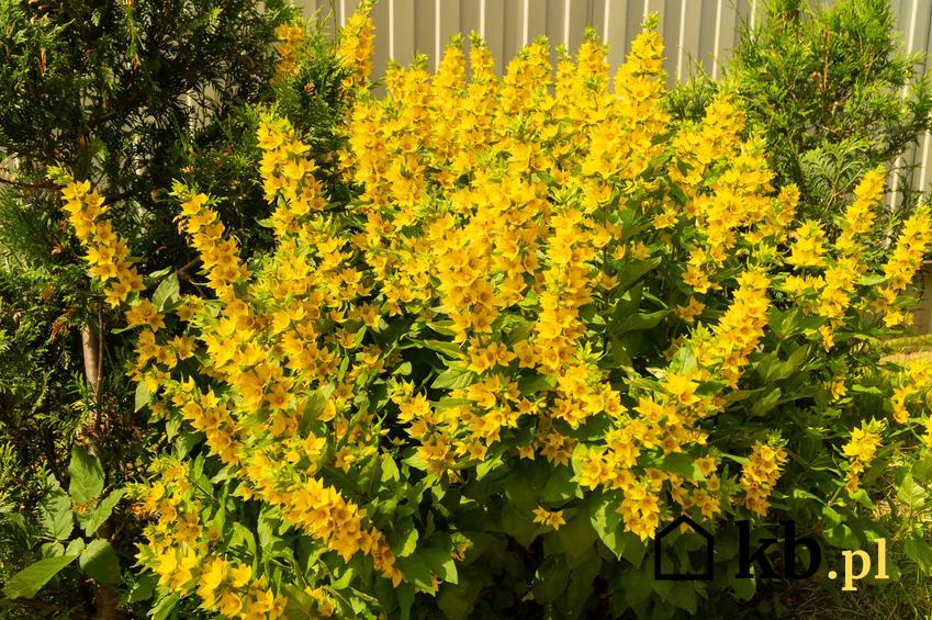 Tojeść pospolita o gęstych żółtych kwiatach, a także sadzenie, pielęgnacja i opis gatunku