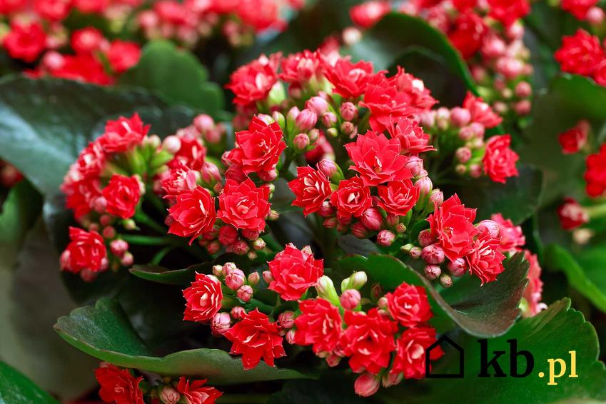 Kalanchoe Blossfeldiana o czerwonych kwiatach, a także opis, wymagania i uprawa rośliny
