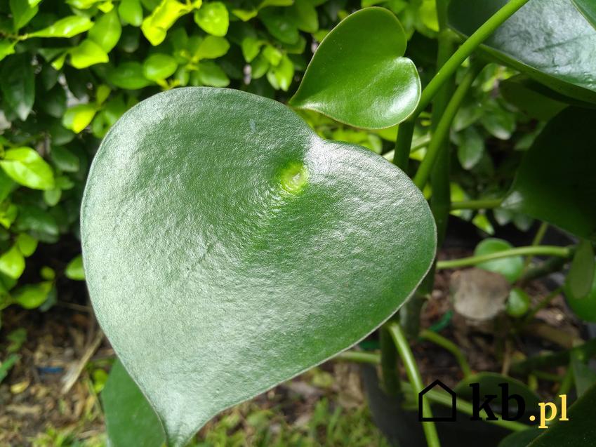 Kwiat peperomia polybotrya w domu oraz jakie są jego podstawowe wymagania dotyczące pielęgnacji