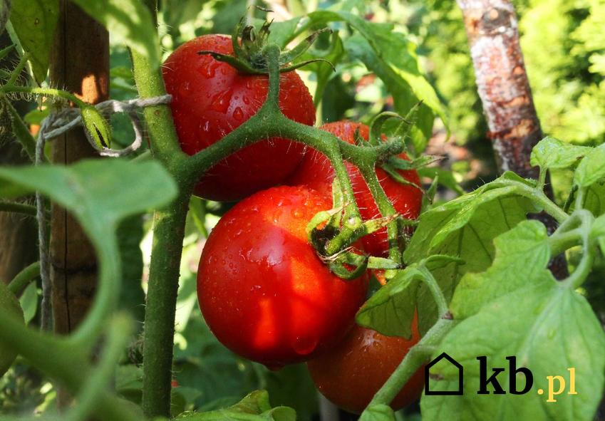 Pomidory na roślinie, a także sposoby, jak podwiązać pomidory krok po kroku