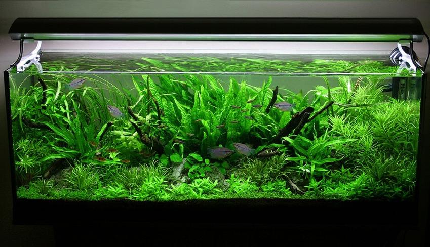 Akwarystyka - Rośliny akwariowe a CO2