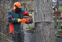 Cennik wycinki drzew 2023 w różnych regionach Polski