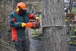 Cennik wycinki drzew 2022 w różnych regionach Polski