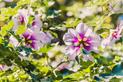 Kwiat hibiskus (ketmia syryjska) – odmiany, uprawa, pielęgnacja, kwitnienie