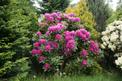 Kiedy i jak długo kwitnie rododendron? Wyjaśniamy krok po kroku