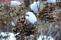 Zimowanie hortensji krok po kroku - jak przezimować ten krzew?