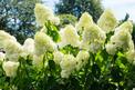 4 ciekawe odmiany hortensji bukietowej - najlepsze do ogrodu