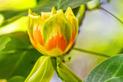 Tulipanowiec amerykański - uprawa, pielęgnacja, kwitnienie