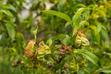 Choroby roślin - kędzierzawość liści brzoskwini - zwalczanie krok po kroku