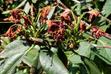 Najczęstsze choroby rododendronów i ich zwalczanie krok po kroku