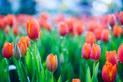 Kwiaty tulipany w ogrodzie - sadzenie, uprawa, pielęgnacja
