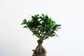 Fikus bonsai (Bonsai Ficus) - cena, pielęgnacja, porady