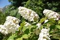 Hortensja dębolistna (Hydrangea quercifolia) – odmiany, wymagania, cięcie, pielęgnacja