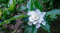 Gardenia krok po kroku - odmiany, wymagania, uprawa, pielęgnacja, kwitnienie