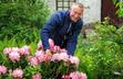 Przycinanie rododendronów krok po kroku - terminy, metody, porady