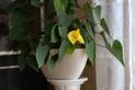 Kwiat kalia doniczkowa - sadzenie, uprawa, pielęgnacja w domu