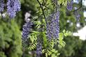 Glicynia chińska (wisteria) – odmiany, sadzenie, uprawa, wymagania