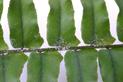 Zwalczanie wełnowców na roślinach doniczkowych – 5 najlepszych metod