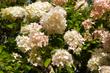 Hortensja grandiflora – odmiany, uprawa, pielęgnacja, wymagania