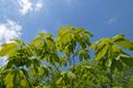 Magnolia parasolowata - wymagania, uprawa, pielęgnacja, cena