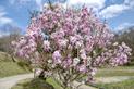 Magnolia kobus (magnolia japońska) - uprawa krok po kroku, ceny, porady