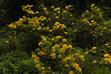 Azalia pontyjska (Rhododendron luteum) – wymagania, uprawa, odmiany