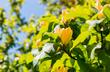 Magnolia yellow bird - popularne odmiany, ceny, uprawa, porady