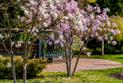 5 ciekawych odmian magnolii - zobacz, które warto wybrać