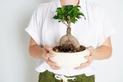 Ficus microcarpa ginseng (figowiec tępy) - pielęgnacja, podlewanie, cena