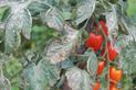 6 najczęściej spotykanych chorób pomidorów i ich zwalczanie