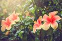 Uprawa hibiskusa ogrodowego krok po kroku – poradnik praktyczny