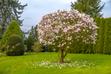 Magnolia w ogrodzie – uprawa i pielęgnacja pięknego drzewa