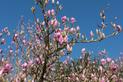 Magnolia pośrednia (magnolia Soulange’a) – uprawa, pielęgnacja, odmiany, porady
