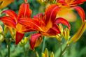 20 najlepszych kwiatów ogrodowych – są piękne i łatwo je uprawiać