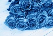 Czy istnieje niebieska róża? Jakie ma znaczenie? Poznaj ciekawe fakty