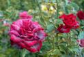 Najczęstsze choroby róż i sposoby ich zwalczania