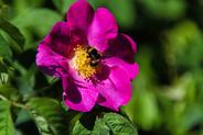 Rosa gallica, czyli róża francuska – odmiany, uprawa, pielęgnacja