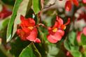 Begonia dragon - uprawa, pielęgnacja, zimowanie, zimowanie, opinie