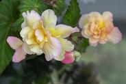 Begonia zwisająca - idealne na balkon - sadzenie, uprawa, pielęgnacja, porady